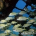 grunt_french_dome_nwp_h_0649_tci2843.jpg